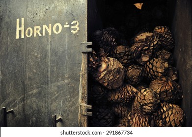 Steamed Agave For Tequila Production, Jalisco, Mexico