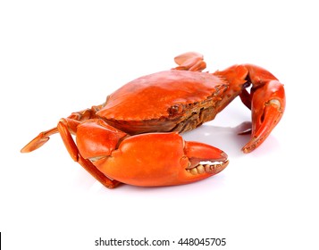 螃蟹的圖片 庫存照片和向量圖 Shutterstock