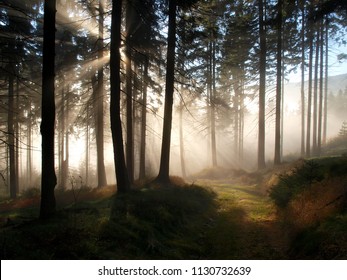 Steamed Forest Wai Stock Photo 1130732639 