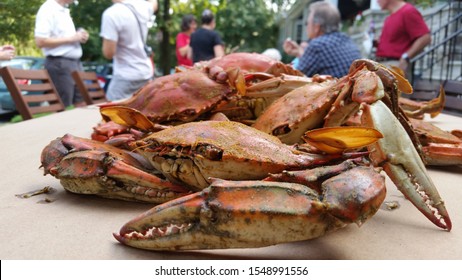 Steamed Maryland Blue Crabs on the table for a crab feast. Baltimore, MD