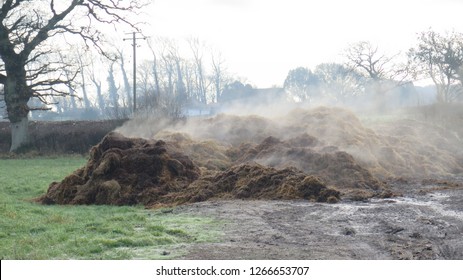 Steaming Manure Heap