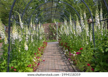 Steel arch walkway with white digitalis or foxgloves adding drama as you walk through the pathway