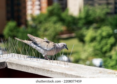 steel barbs or spikes to repel birds such as pigeons installed on walls and windows of buildings. Pest control concept