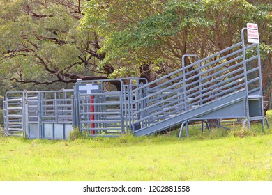 Steel Cattle Chute