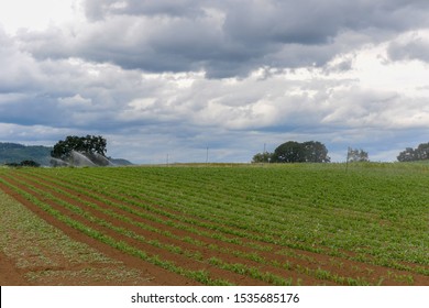 Steel Pipes And Water Delivery Systems In Organic Farms.