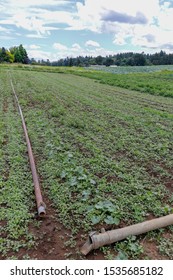 Steel Pipes And Water Delivery Systems In Organic Farms.