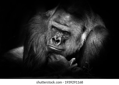 A steel strong male gorilla collapsed on vacation with a thoughtfully interested look, powerful hands, black background