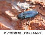 Steelblue jewel beetle Phaenops cyanea on pine bark. It is a pest of pines from the family Buprestidae known as jewel beetles or metallic wood-boring beetles.