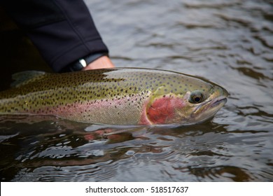 Steelhead Trout