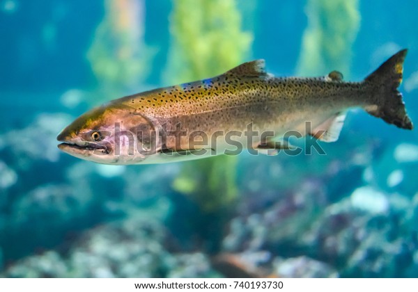 Steelhead trout are the anadromous (sea-run) form\
of Rainbow Trout. Like salmon, they return to fresh water\
tributaries to spawn. This fisherman\'s trophy fish is a delicacy\
with flaky soft pink\
flesh.