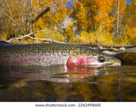 Steelhead trout caught in the Boise River, Idaho