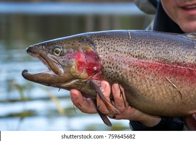 Steelhead Trout Portrait 
