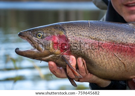 Steelhead trout portrait 
