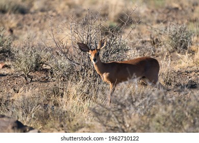 Steenbok male (Raphicerus campestris) in the wild at Karoo national park, South Africa, making eye contact with the camera and selective focus on the animal with blurry background