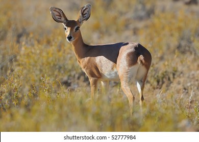 Steenbok Or Small Oribi