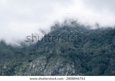 A steep cliff with green trees getting engulfed in fog.