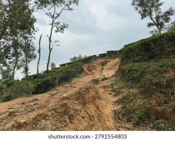 A steep, eroded dirt path ascends a hillside covered in lush green tea bushes and scattered trees under a cloudy sky.