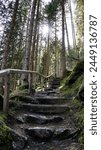 Steep hiking path with stony stairs in a forest on a sunny day. Tyrol, Austria.