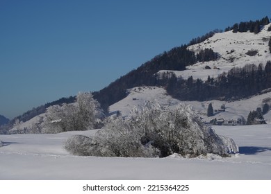 Steep Hills Of Alps And Bush Trees Covered With Thick Layer Of Ice And Snow In Ski Resort Studen, Canton Schwyz. In Background Are Visible Several Family Houses. Mountain Is Under Clear Blue Sky.