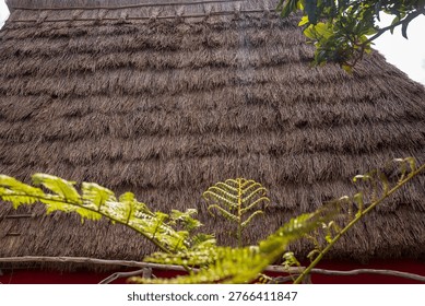 A steep layered thatch roof of a triangular Santana house in Madeira, Portugal, with fern fronds and leafy branches framing edges, in soft daylight and warm tones.