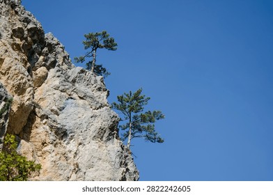 Steep limestone cliff with windswept pine trees growing on rocky slopes against a bright blue sky.