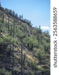 Steep mountainside with saguaro cactus