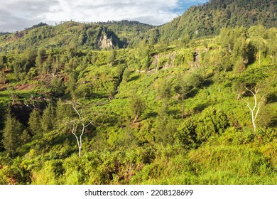 Steep Paths And Rainforest On The Baliem Valley Trek, West Papua, Indonesia