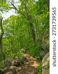 Steep Trail on the Side Of Sharp Top Mountain in the Peaks of Otter in Virginia