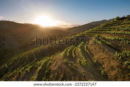 Steep vineyards in the Priorat Region, Catalonia, Spain