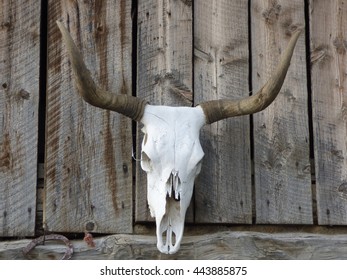 Steer Head