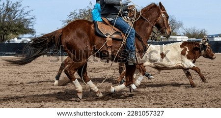 A steer and a horse running in a roping event