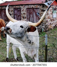 Steer Scratching Chin On Barbed Wire Fence