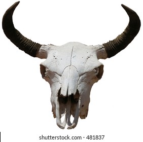 Steer Skull, Complete With Horns.