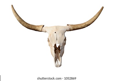 Steer Skull Isolated - Closeup Of Longhorn Skull