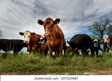 Steers fed on pasture, La Pampa, Argentina - Shutterstock ID 1073159687