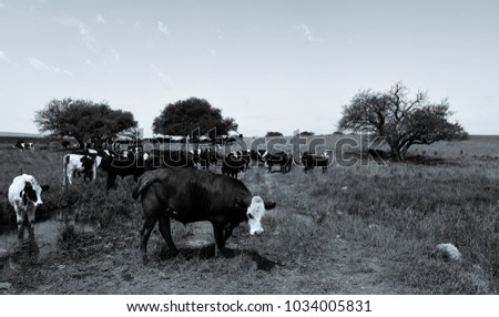 Similar – tomb old trees cows