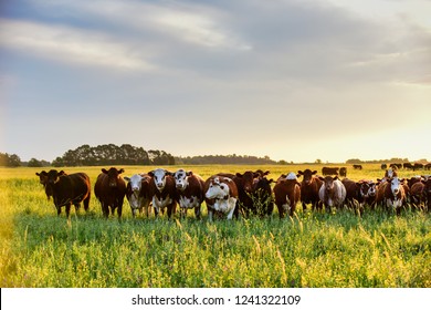 Steers looking at the camera, Pampas, Argentina - Shutterstock ID 1241322109