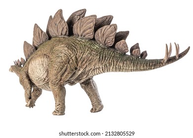 Stegosaurus Dinosaur On White Background Stock Photo 2132805529 ...