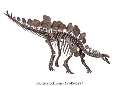 Stegosaurus Stenops Dinosaur Skeleton With White Background