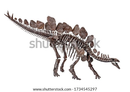 Stegosaurus stenops Dinosaur skeleton with white background