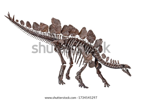 Stegosaurus Stenops Dinosaur Skeleton White Background Stock Photo ...