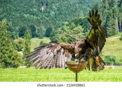 Steinadler Bird Greifvogel Birdsofprey