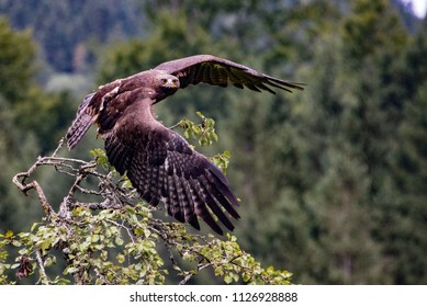 Steinadler Bird Greifvogel Birdsofprey
