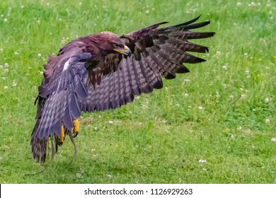 Steinadler Bird Greifvogel Birdsofprey