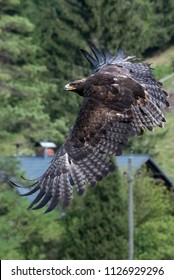 Steinadler Bird Greifvogel Birdsofprey