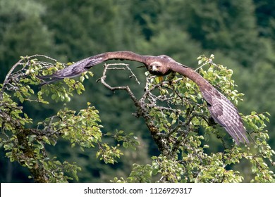 Steinadler Bird Greifvogel Birdsofprey