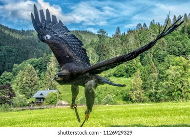 Steinadler Bird Greifvogel Birdsofprey