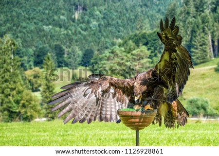Steinadler Bird Greifvogel Birdsofprey