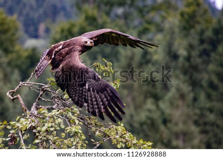 Steinadler Bird Greifvogel Birdsofprey