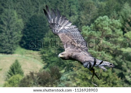 Steinadler Bird Greifvogel Birdsofprey